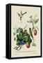 Taylor Birds and Fruit Bearing Convolvuls-J. Forbes-Framed Stretched Canvas