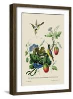 Taylor Birds and Fruit Bearing Convolvuls-J. Forbes-Framed Art Print