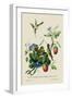 Taylor Birds and Fruit Bearing Convolvuls-J. Forbes-Framed Art Print