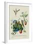 Taylor Birds and Fruit Bearing Convolvuls-J. Forbes-Framed Art Print