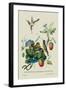 Taylor Birds and Fruit Bearing Convolvuls-J. Forbes-Framed Art Print