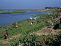 Latrines on the River Bank in Rough Land Grazed by Cows in a Slum in Dhaka, Bangladesh-Taylor Liba-Photographic Print