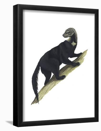 Tayra (Eira Barbara), Mammals-Encyclopaedia Britannica-Framed Poster