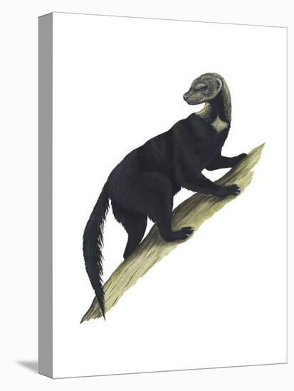 Tayra (Eira Barbara), Mammals-Encyclopaedia Britannica-Stretched Canvas