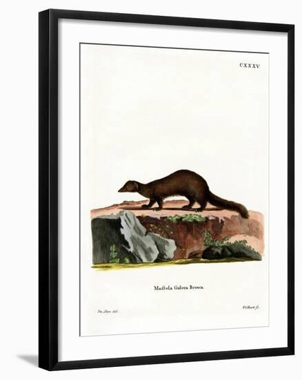 Tayra-null-Framed Giclee Print