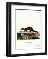 Tayra-null-Framed Premium Giclee Print