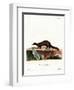 Tayra-null-Framed Premium Giclee Print