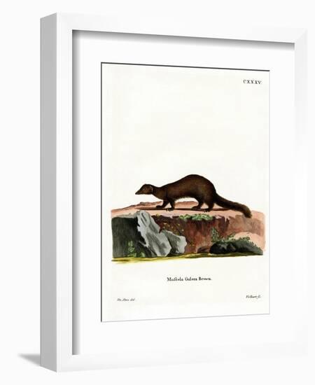 Tayra-null-Framed Giclee Print