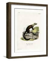 Tayra-null-Framed Giclee Print