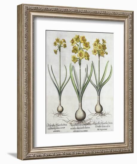 Tazetta Narcissi, from the Hortus Eystettensis by Basil Besler-null-Framed Giclee Print