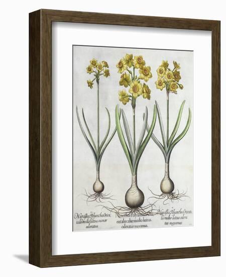 Tazetta Narcissi, from the Hortus Eystettensis by Basil Besler-null-Framed Giclee Print