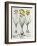 Tazetta Narcissi, from the Hortus Eystettensis by Basil Besler-null-Framed Giclee Print