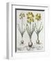 Tazetta Narcissi, from the Hortus Eystettensis by Basil Besler-null-Framed Giclee Print