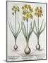 Tazetta Narcissi, from the Hortus Eystettensis by Basil Besler-null-Mounted Giclee Print