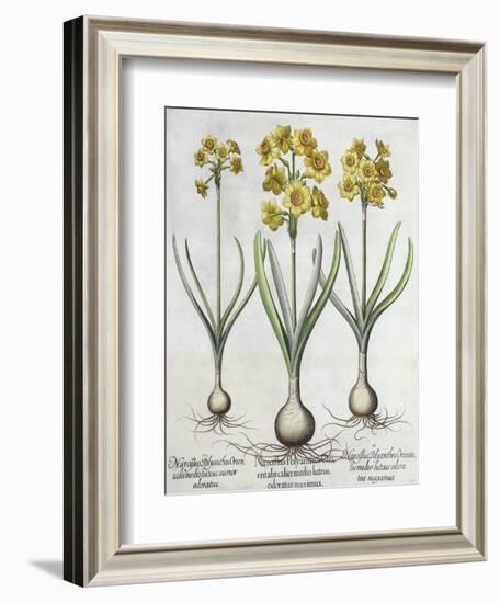 Tazetta Narcissi, from the Hortus Eystettensis by Basil Besler-null-Framed Giclee Print