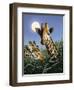 TC2546-Casay Anthony-Framed Premium Giclee Print