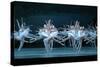 Tchaikovsky's Swan Lake, Mariinsky Theatre, St. Petersburg, 2004-null-Stretched Canvas