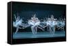 Tchaikovsky's Swan Lake, Mariinsky Theatre, St. Petersburg, 2004-null-Framed Stretched Canvas