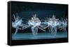 Tchaikovsky's Swan Lake, Mariinsky Theatre, St. Petersburg, 2004-null-Framed Stretched Canvas