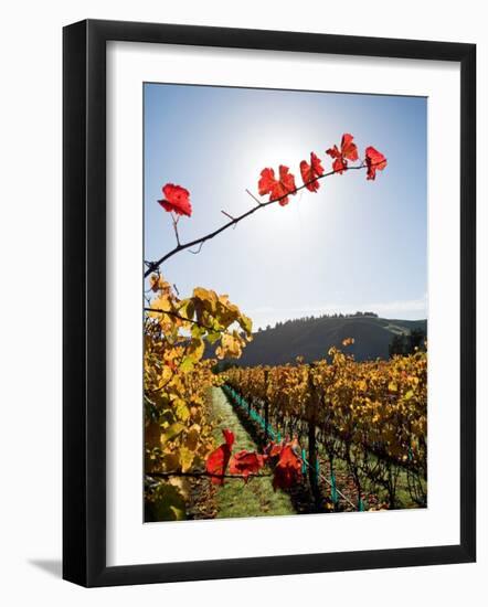 Te Kairanga Vineyard, Martinborough, Wairarapa, North Island, New Zealand-David Wall-Framed Photographic Print