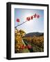 Te Kairanga Vineyard, Martinborough, Wairarapa, North Island, New Zealand-David Wall-Framed Photographic Print