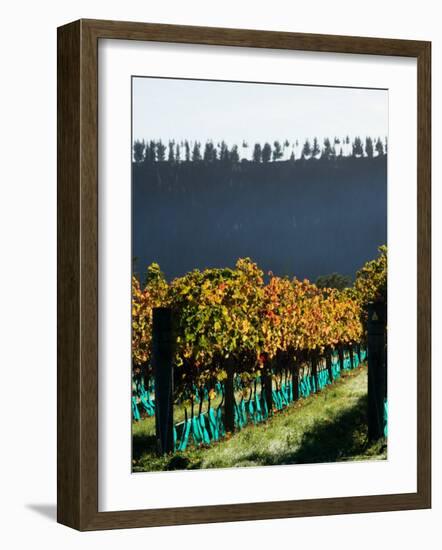 Te Kairanga Vineyard, Martinborough, Wairarapa, North Island, New Zealand-David Wall-Framed Photographic Print