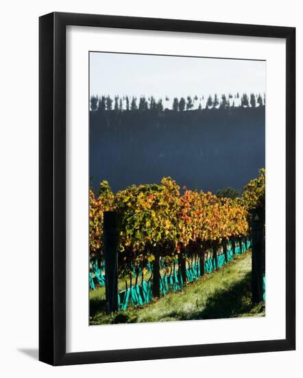 Te Kairanga Vineyard, Martinborough, Wairarapa, North Island, New Zealand-David Wall-Framed Photographic Print