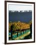 Te Kairanga Vineyard, Martinborough, Wairarapa, North Island, New Zealand-David Wall-Framed Photographic Print