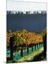 Te Kairanga Vineyard, Martinborough, Wairarapa, North Island, New Zealand-David Wall-Mounted Photographic Print