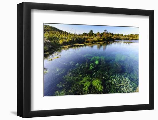 Te Waikoropupu Springs Declared as Clearest Fresh Water Springs in the World, Takaka, Golden Bay-Michael Runkel-Framed Photographic Print