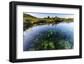 Te Waikoropupu Springs Declared as Clearest Fresh Water Springs in the World, Takaka, Golden Bay-Michael Runkel-Framed Photographic Print