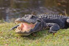 Aggressive Alligator in Everglades Park in Florida-TEA-Photographic Print