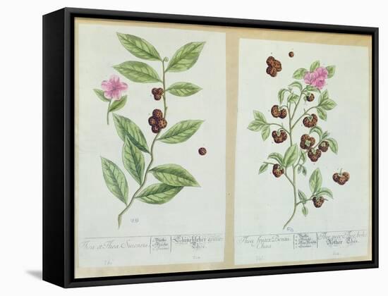 Tea and China Tea, Plate from 'Herbarium Blackwellianum' Published 1757 in Nuremberg, Germany-Elizabeth Blackwell-Framed Stretched Canvas