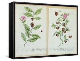 Tea and China Tea, Plate from 'Herbarium Blackwellianum' Published 1757 in Nuremberg, Germany-Elizabeth Blackwell-Framed Stretched Canvas