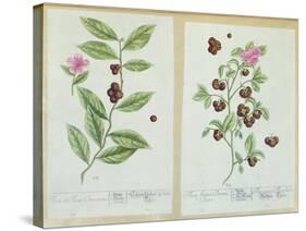 Tea and China Tea, Plate from 'Herbarium Blackwellianum' Published 1757 in Nuremberg, Germany-Elizabeth Blackwell-Stretched Canvas