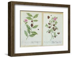 Tea and China Tea, Plate from 'Herbarium Blackwellianum' Published 1757 in Nuremberg, Germany-Elizabeth Blackwell-Framed Giclee Print