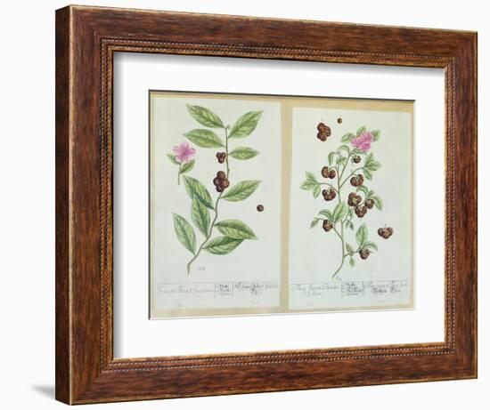 Tea and China Tea, Plate from 'Herbarium Blackwellianum' Published 1757 in Nuremberg, Germany-Elizabeth Blackwell-Framed Giclee Print