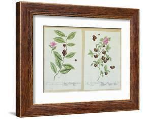 Tea and China Tea, Plate from 'Herbarium Blackwellianum' Published 1757 in Nuremberg, Germany-Elizabeth Blackwell-Framed Giclee Print