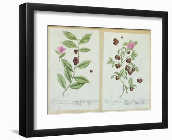 Tea and China Tea, Plate from 'Herbarium Blackwellianum' Published 1757 in Nuremberg, Germany-Elizabeth Blackwell-Framed Giclee Print