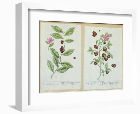 Tea and China Tea, Plate from 'Herbarium Blackwellianum' Published 1757 in Nuremberg, Germany-Elizabeth Blackwell-Framed Giclee Print