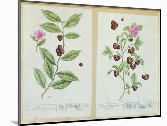 Tea and China Tea, Plate from 'Herbarium Blackwellianum' Published 1757 in Nuremberg, Germany-Elizabeth Blackwell-Mounted Giclee Print