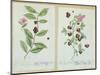 Tea and China Tea, Plate from 'Herbarium Blackwellianum' Published 1757 in Nuremberg, Germany-Elizabeth Blackwell-Mounted Giclee Print