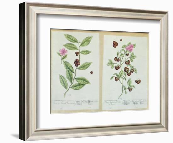 Tea and China Tea, Plate from 'Herbarium Blackwellianum' Published 1757 in Nuremberg, Germany-Elizabeth Blackwell-Framed Giclee Print