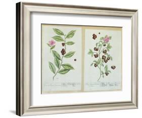 Tea and China Tea, Plate from 'Herbarium Blackwellianum' Published 1757 in Nuremberg, Germany-Elizabeth Blackwell-Framed Giclee Print