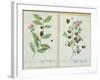 Tea and China Tea, Plate from 'Herbarium Blackwellianum' Published 1757 in Nuremberg, Germany-Elizabeth Blackwell-Framed Giclee Print