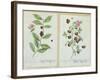 Tea and China Tea, Plate from 'Herbarium Blackwellianum' Published 1757 in Nuremberg, Germany-Elizabeth Blackwell-Framed Giclee Print