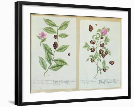 Tea and China Tea, Plate from 'Herbarium Blackwellianum' Published 1757 in Nuremberg, Germany-Elizabeth Blackwell-Framed Giclee Print