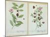 Tea and China Tea, Plate from 'Herbarium Blackwellianum' Published 1757 in Nuremberg, Germany-Elizabeth Blackwell-Mounted Giclee Print