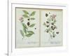 Tea and China Tea, Plate from 'Herbarium Blackwellianum' Published 1757 in Nuremberg, Germany-Elizabeth Blackwell-Framed Giclee Print