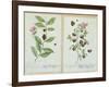 Tea and China Tea, Plate from 'Herbarium Blackwellianum' Published 1757 in Nuremberg, Germany-Elizabeth Blackwell-Framed Giclee Print